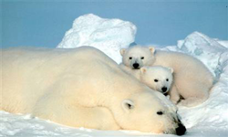 polar bear with cubs photo